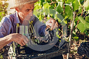 Farmer gathering crop of grapes on ecological farm. Senior man cuts blue table grapes with pruner and puts it in box