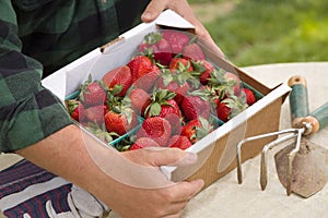 Farmer Gathering Fresh Strawberries in Baskets