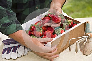 Farmer Gathering Fresh Strawberries in Baskets