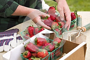 Farmer Gathering Fresh Strawberries in Baskets