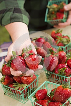 Farmer Gathering Fresh Strawberries in Baskets