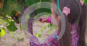 Farmer girl, bulgarian young woman harvesting grapes in the vineyard. Autumn grape harvest.