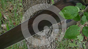 Farmer girl cuts an branch from a fruit tree hand saw