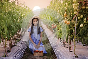 Farmer girl harvesting red tomato in organic farm