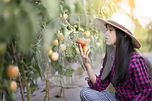 Farmer girl harvesting tomato in organic farm