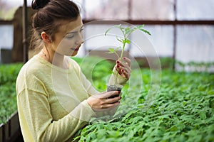 Farmer girl holding green seedlings in sunny greenhouse