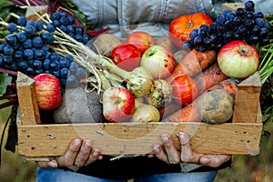 Farmer girl holds in her hands a wooden box with a crop of vegetables and fruits, organic vegetables. The concept of a garden,