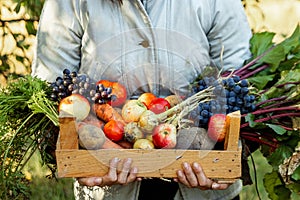 Farmer girl holds in her hands a wooden box with a crop of vegetables and fruits, organic vegetables. The concept of a garden,