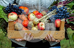 Farmer girl holds in her hands a wooden box with a crop of vegetables and fruits, organic vegetables. The concept of a garden,