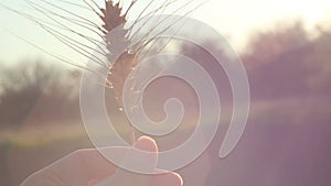 Farmer girl holds wheat spikelet in her hands. Woman`s hands check the quality of spikelet wheat .