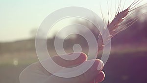 Farmer girl holds wheat spikelet in her hands. Woman`s hands check the quality of spikelet wheat .