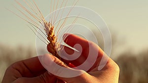 Farmer girl holds wheat spikelet in her hands. Woman`s hands check the quality of spikelet wheat .