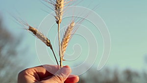 Farmer girl holds wheat spikelet in her hands. Woman`s hands check the quality of spikelet wheat .