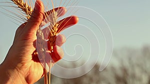 Farmer girl holds wheat spikelet in her hands. Woman`s hands check the quality of spikelet wheat .