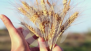 Farmer girl holds wheat spikelet in her hands. Woman`s hands check the quality of spikelet wheat .