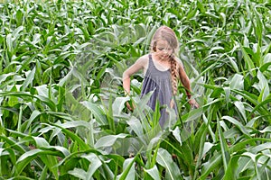 Farmer girl inspecting the growing corn
