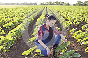 Farmer girl looking at sunflower leaves