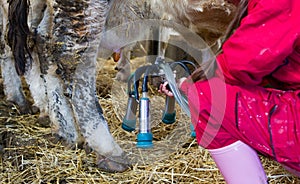 Farmer girl with milking machine in cow stable