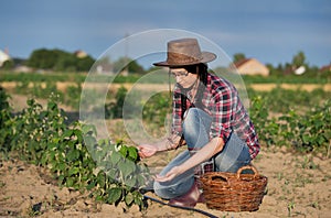 Farmer girl at raspberry plantation