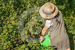 Farmer girl in summer straw hat. Little vegetables gardener farming in garden. Big green watering can water fresh