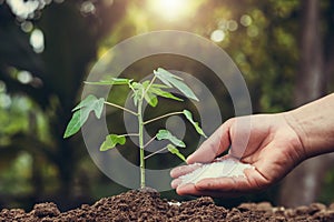 farmer giving fertilizer young tree