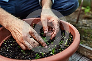 Farmer in gloves on his hands planting young eggplant seedling in dry soil in organic garden. Eco-friendly horticulture