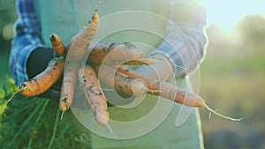 The farmer in gloves holds a large bunch of carrots. Organic farming concept