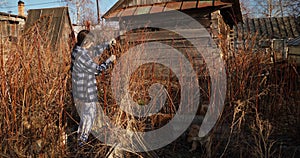 farmer in gloves using pruning pruner trims raspberry bushes