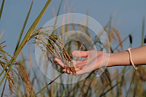 Farmer and golden organic rice field