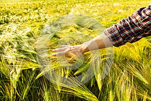 Farmer in a golden wheat field. Harvesting concept