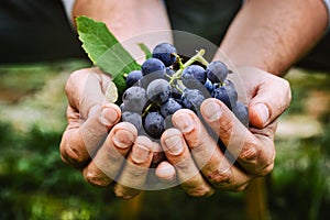 Farmer with grapes