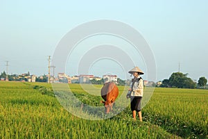 A farmer is grazing cows on the green rice field