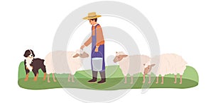 Farmer grazing domestic sheep with shepherd dog. Sheepman feeding ewes. Animal husbandry and stock raising. Colored flat