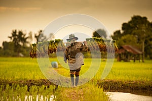 Farmer on green fields