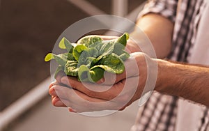 Farmer with green seedling in hothouse