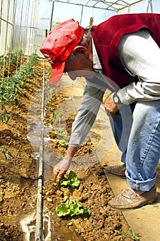 Farmer in greenhouse.