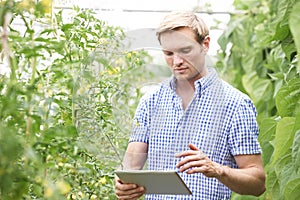 Farmer In Greenhouse Checking Tomato Plants Using Digital Tablet