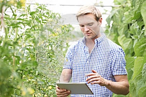 Farmer In Greenhouse Checking Tomato Plants Using Digital Tablet photo