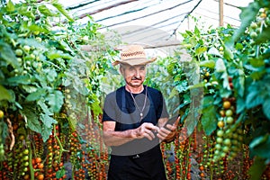 Farmer in greenhouse checking tomato plants via tablet online