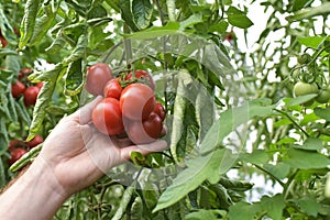 Farmer in greenhouse growing and harvesting tires tomatoes for sale