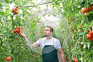 Farmer in greenhouse growing and harvesting tires tomatoes for sale