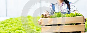 Farmer in greenhouse hydroponic holding basket of vegetable She is harvesting vegetables green salad.