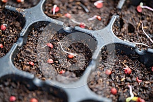 Farmer growing coriander seed in the soil at the home garden. Close up of red seed in the plastic tray. Organic faming vegetable