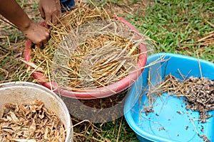 Farmer growing straw mushroom in basket in farm