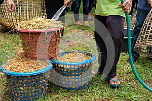 Farmer growing straw mushroom in basket in farm