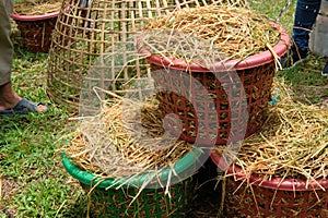 Farmer growing straw mushroom in basket in farm