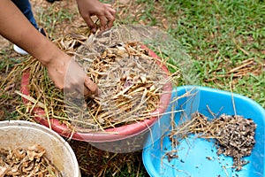 Farmer growing straw mushroom in basket in farm