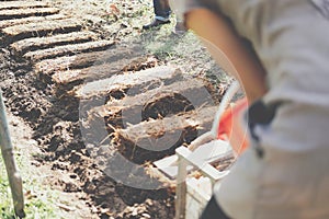 Farmer growing straw mushroom on rice straw