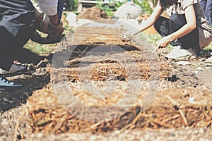 Farmer growing straw mushroom on rice straw