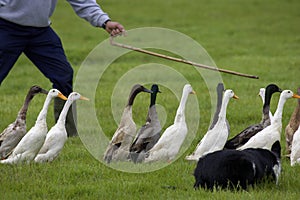 Farmer guiding ducks